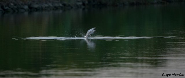 DeltaPo_Boccasette_2012lug9_dm 587.jpg